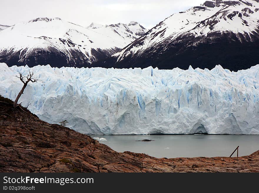 View to the glacier with nearby mountain and a tree. View to the glacier with nearby mountain and a tree