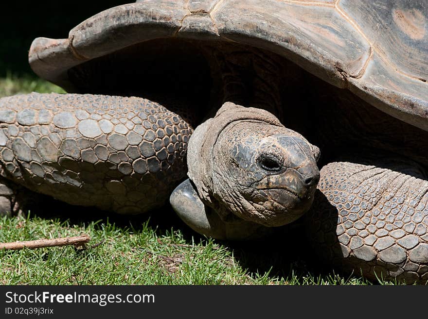 Portrait of a giat turtle in a reptilarium