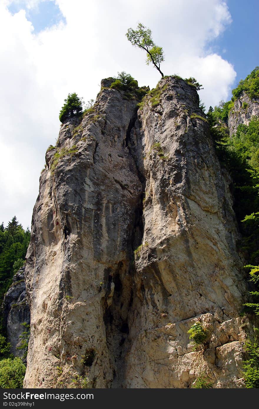 Single tree on the mountain top. Single tree on the mountain top