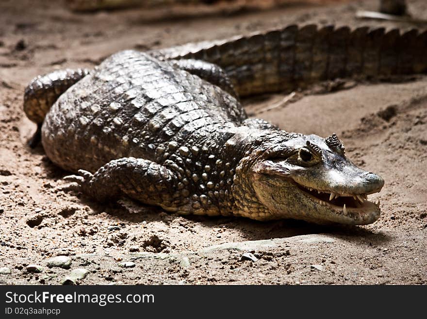 Portrait of a crocodile in a reptilarium. Portrait of a crocodile in a reptilarium