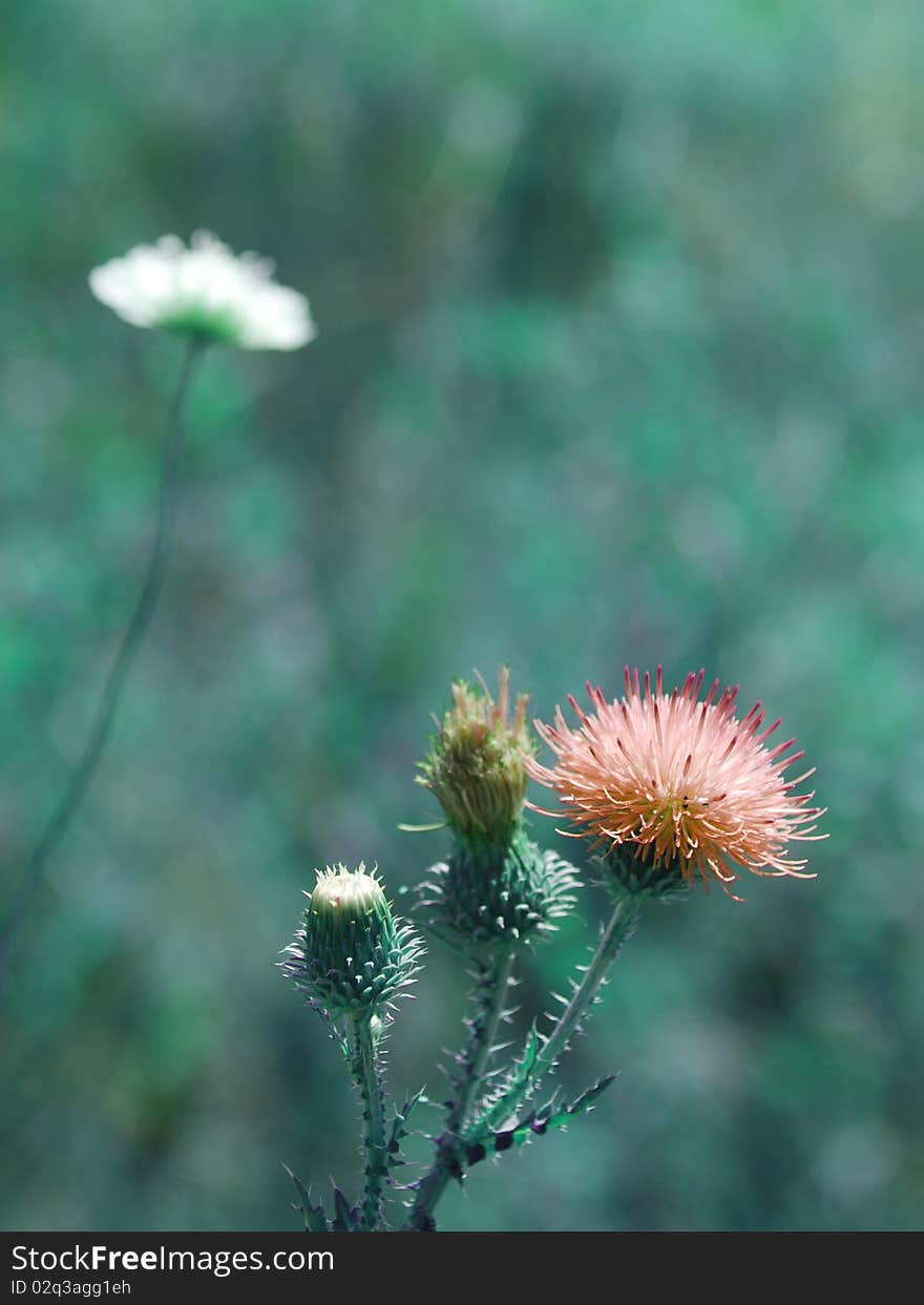 A lonely dry thorn with the highlighted spikes. A lonely dry thorn with the highlighted spikes