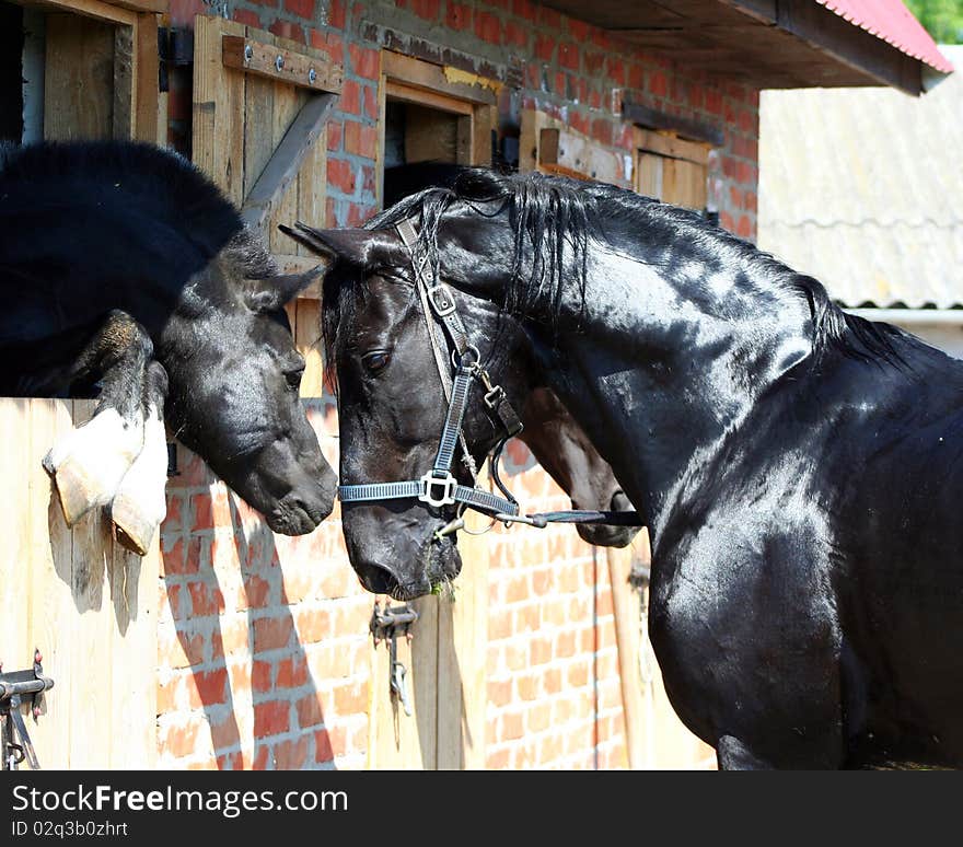 Pony and horse, two black stallion, pair of beautiful horses, noble animal, thoroughbred horses