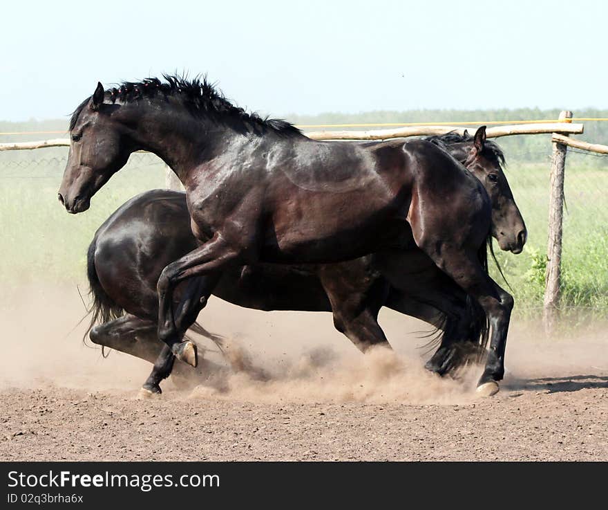 Cricket two stallions, a pair of thoroughbred horses at liberty, battle of beautiful young horses, noble animal, behavior of horses in the herd