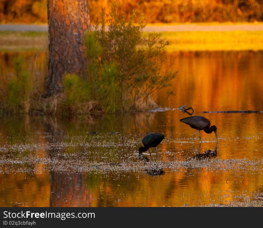 Ibises standing in water at sunrise