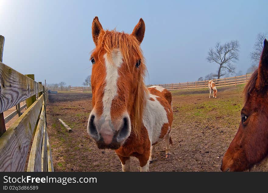 Fisheye lens image of horse head. Fisheye lens image of horse head