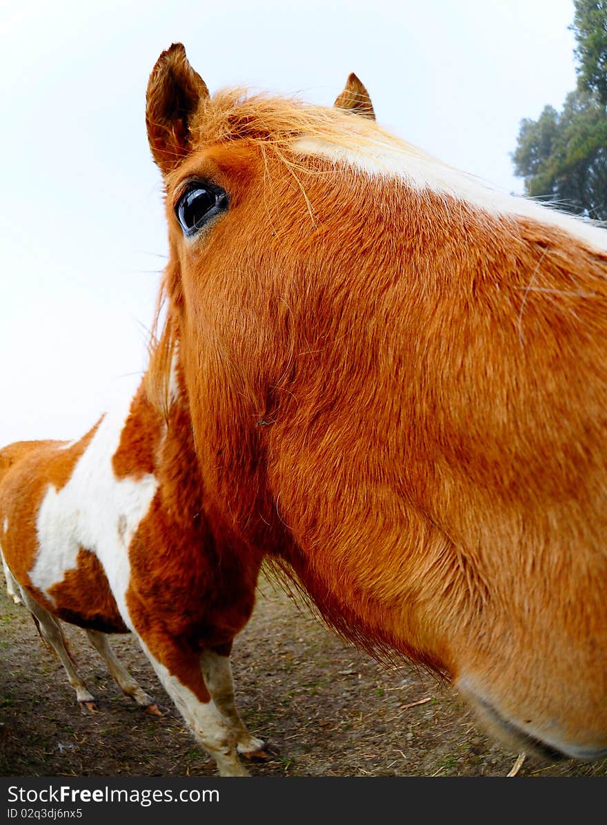 Fisheye horse