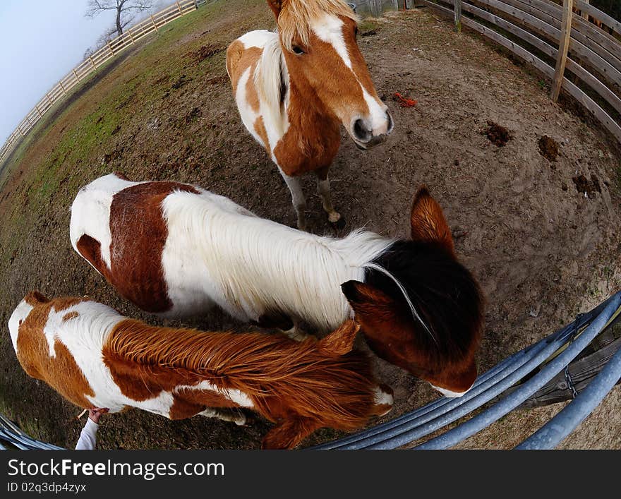 horses gathered together in a fence