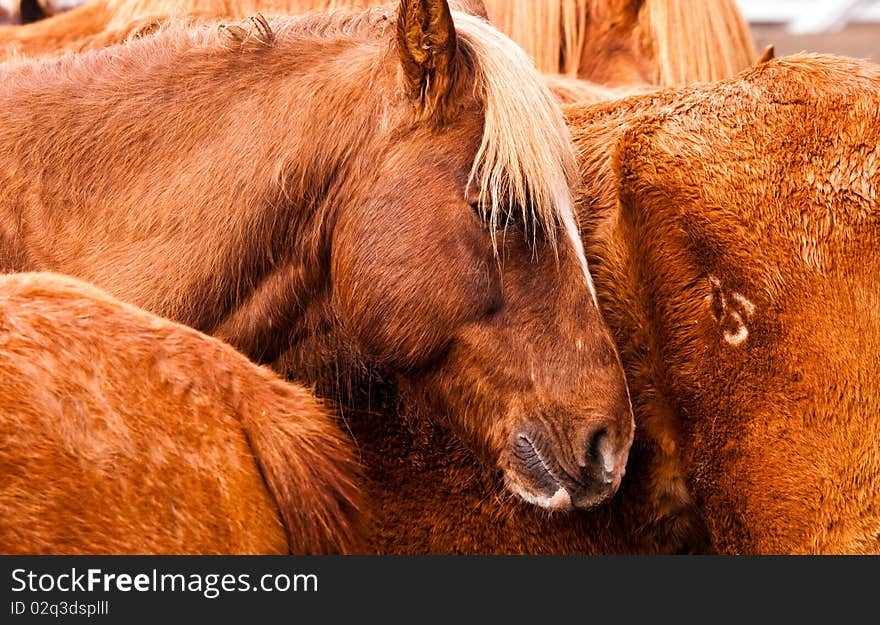 Closeup of horses gathered together