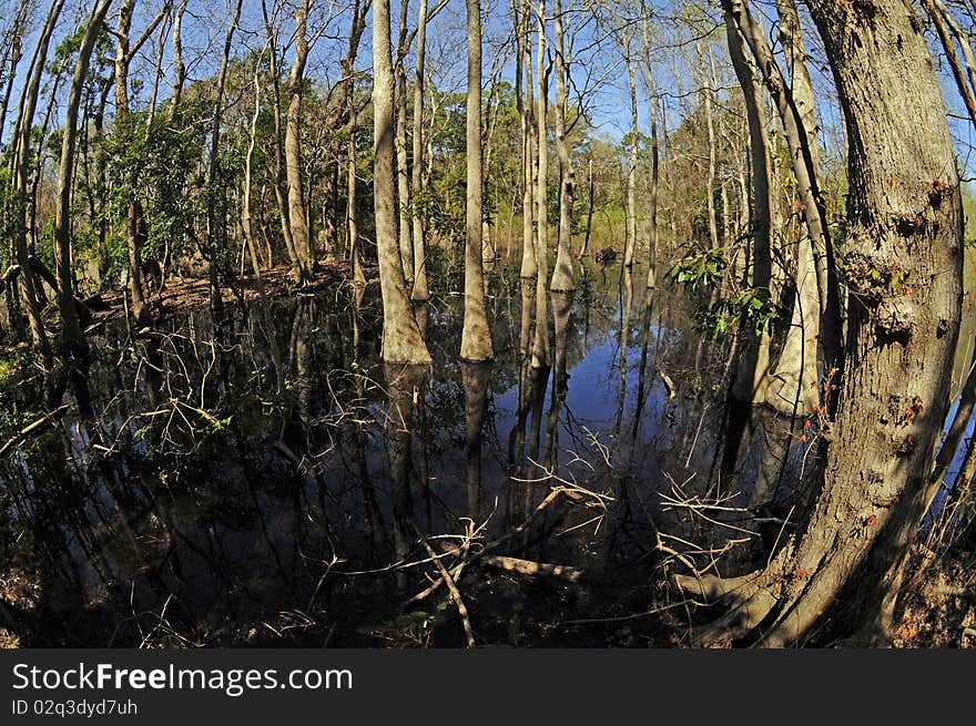 Swampy forest shot with fisheye lens. Swampy forest shot with fisheye lens