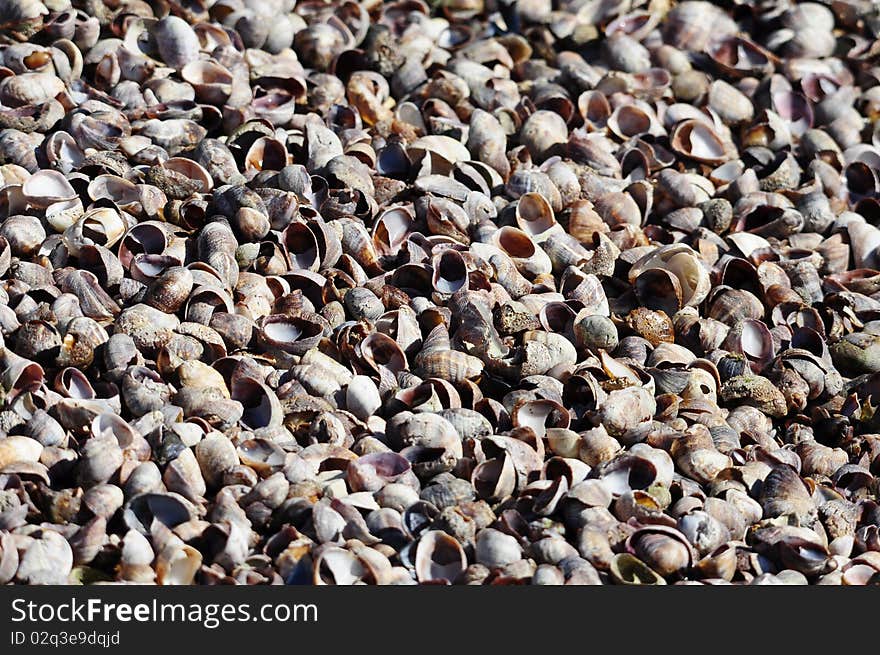 Large amount of sea shells outside on shore