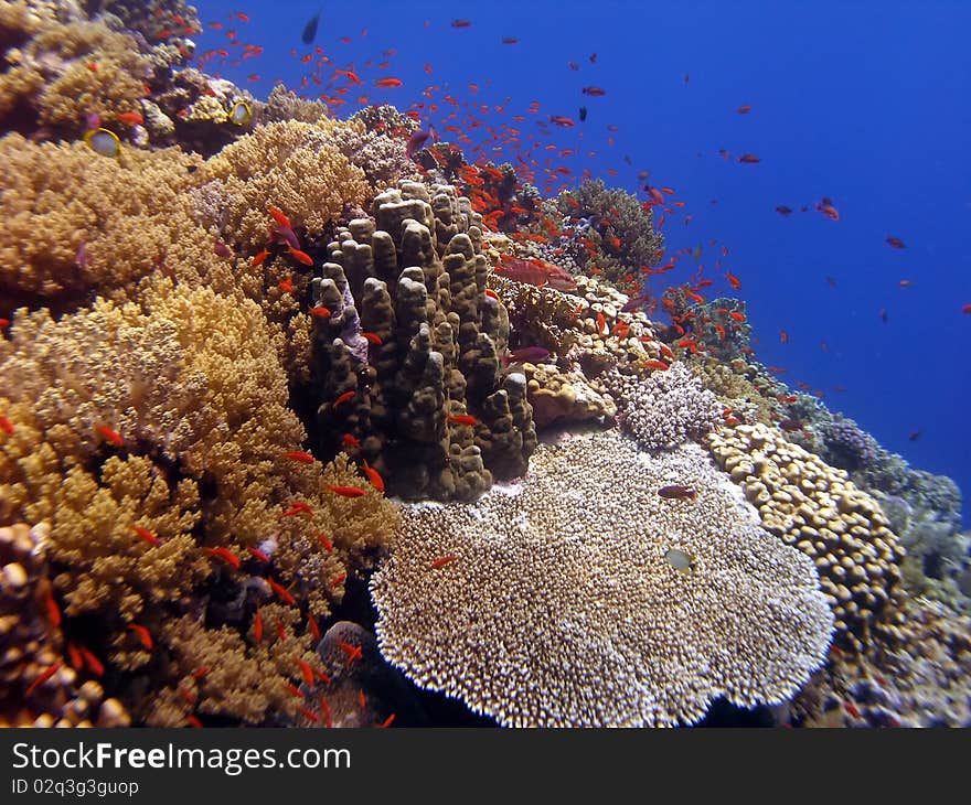 Colorful Tropical Reef