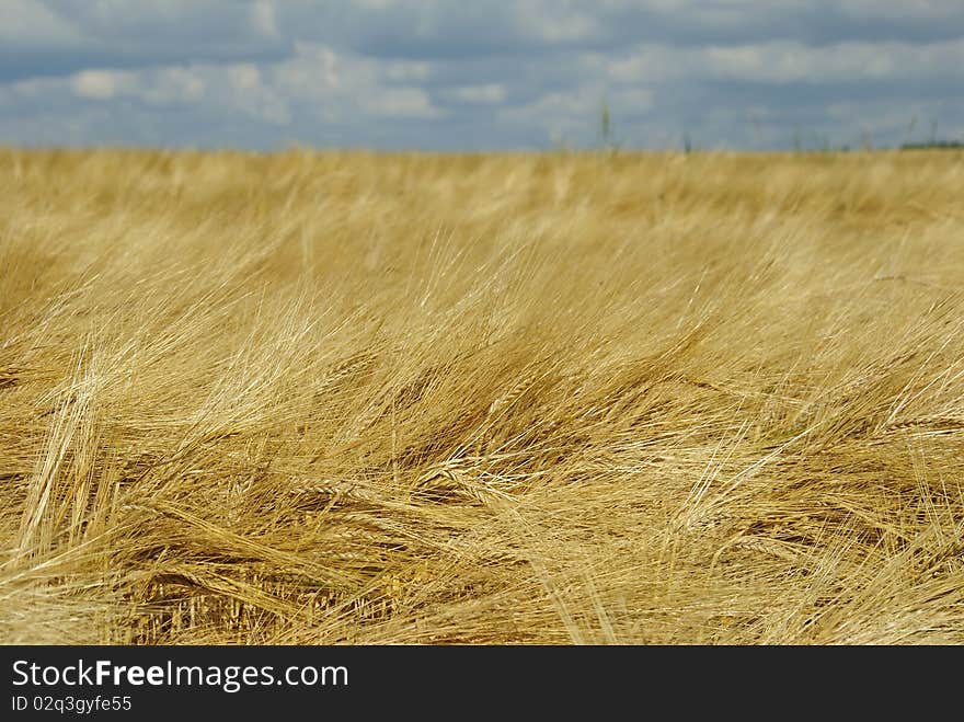 Field of rye