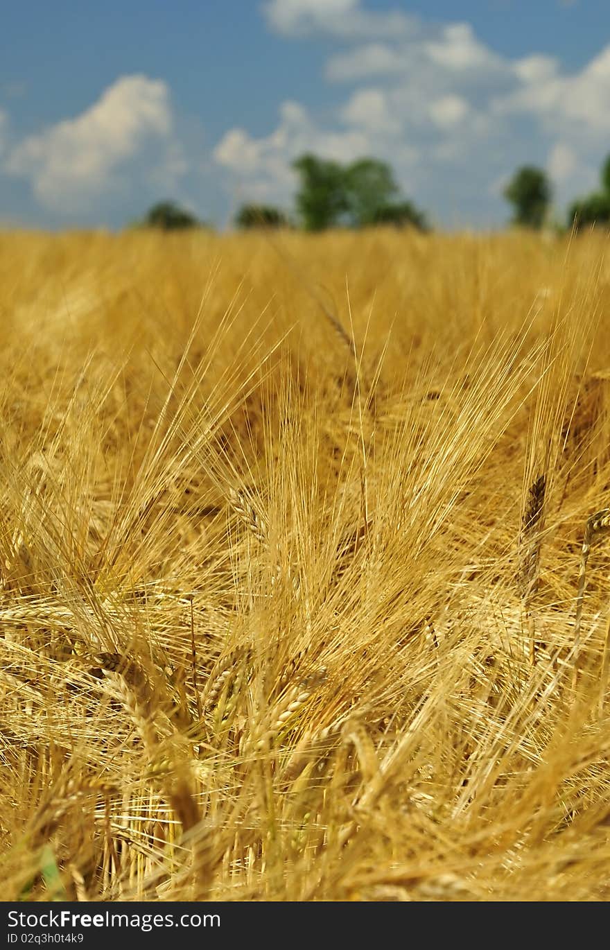 Swedish Gold Rye Field