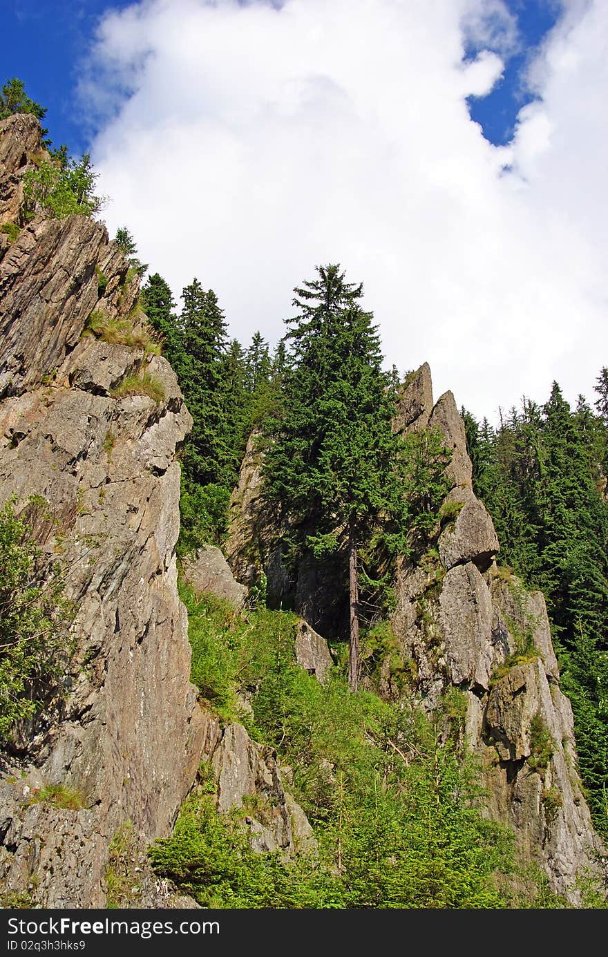 Rocky landscape with a top of mountain with pine forest