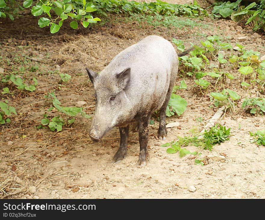 Wild boar in the woods