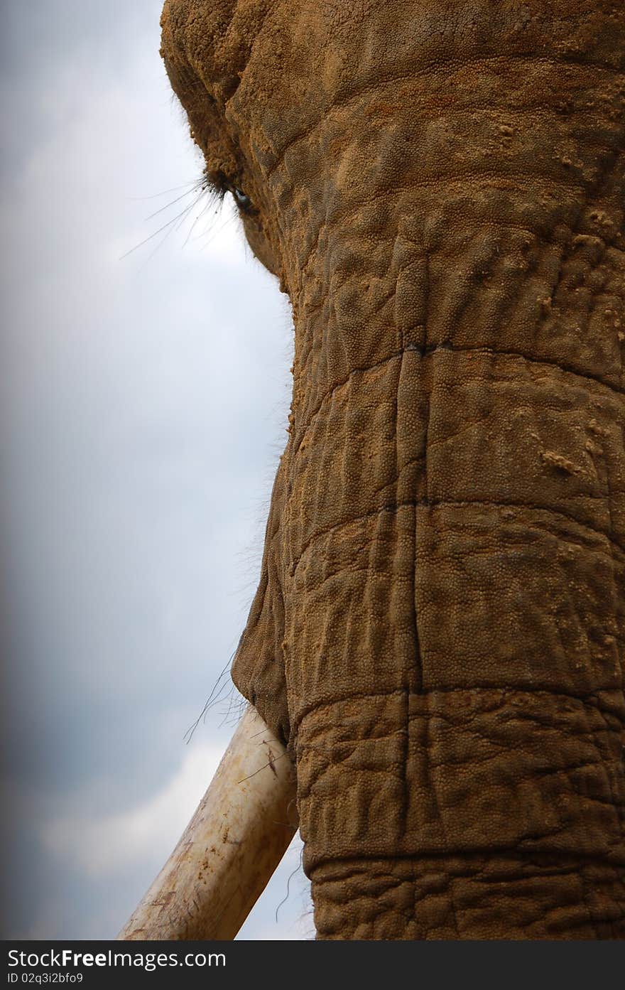 An African elephant's face peeking though a crack in a zoo fence