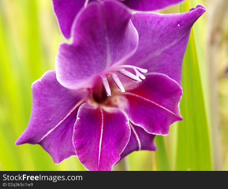 Purple Gladiolus