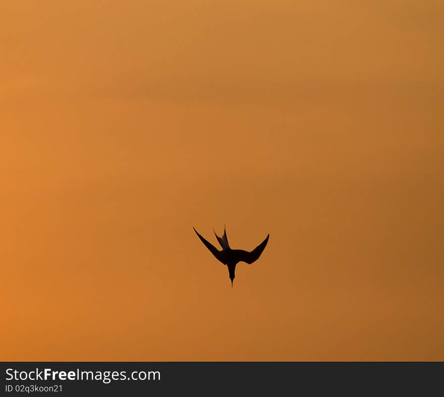 Diving tern set against orange sky