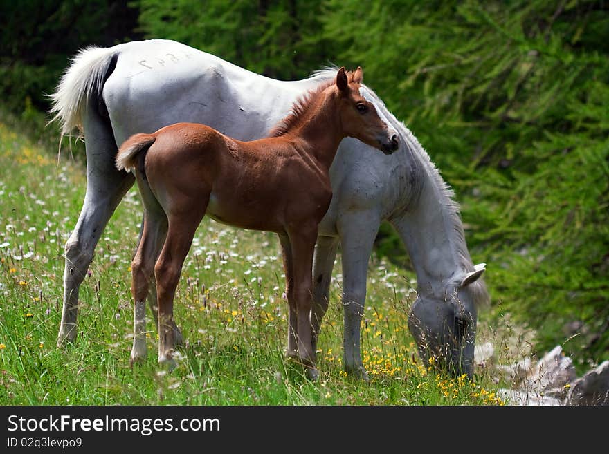 Mare and foal grazing in a prairie. Mare and foal grazing in a prairie