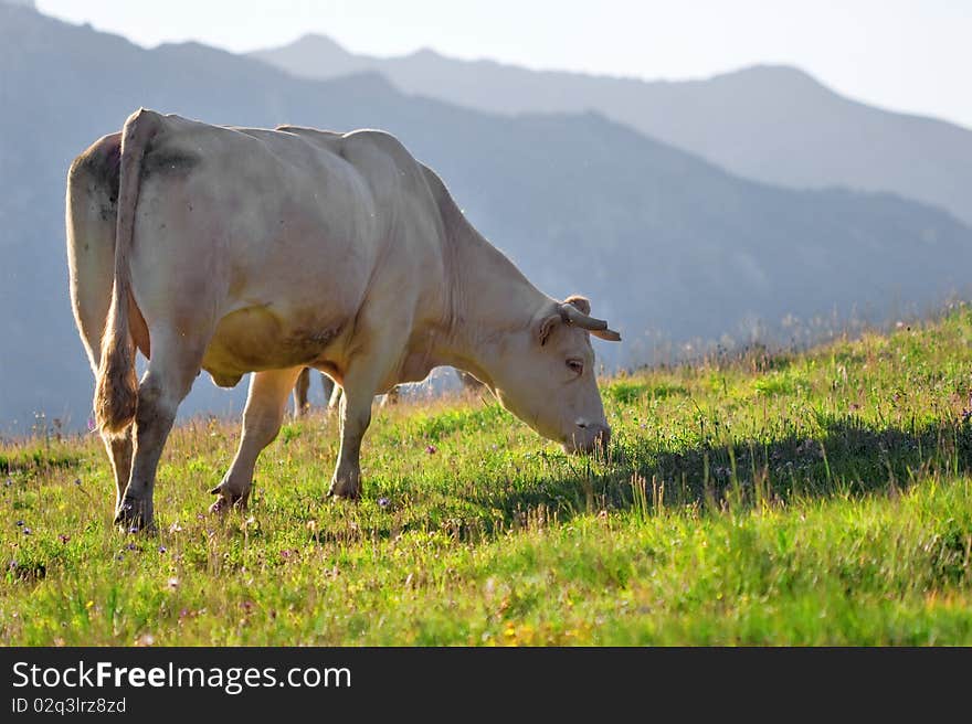 A white cow cow in the morning light. A white cow cow in the morning light