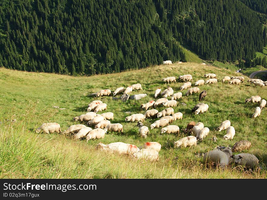 Sheep In High Mountains Near Pine Forest