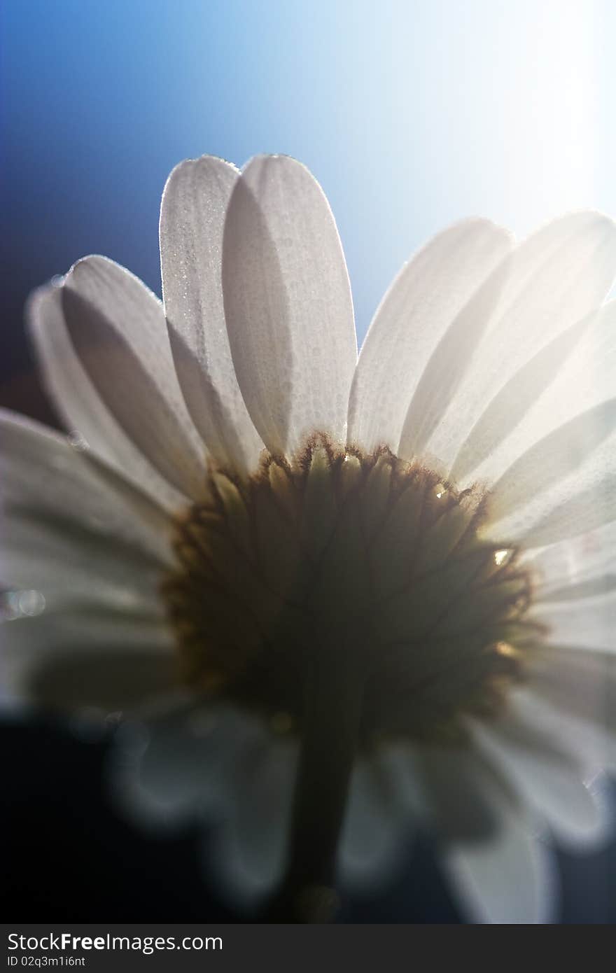 Daisy in the morning light. Daisy in the morning light