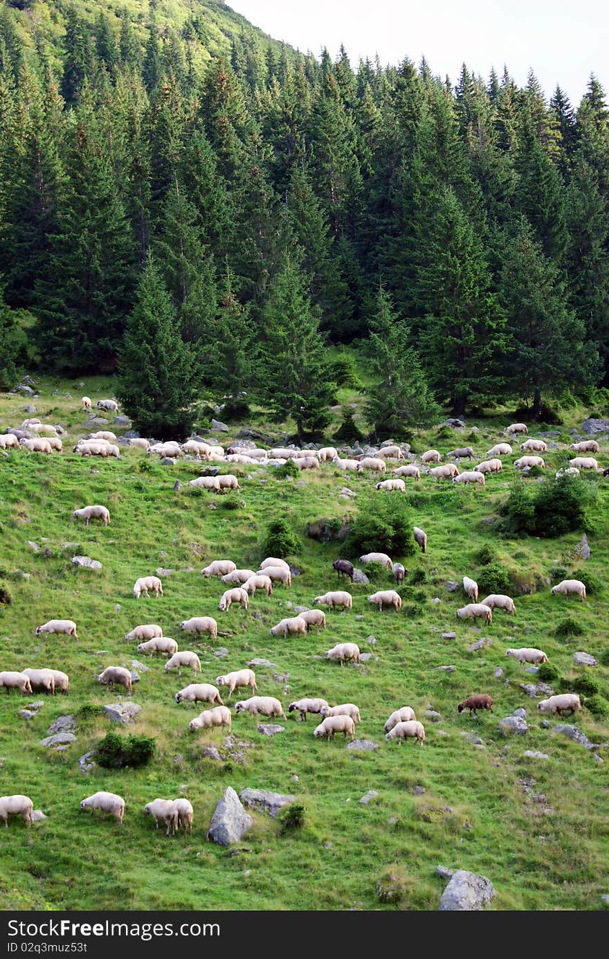 Landscape With Sheepfold In Mountains