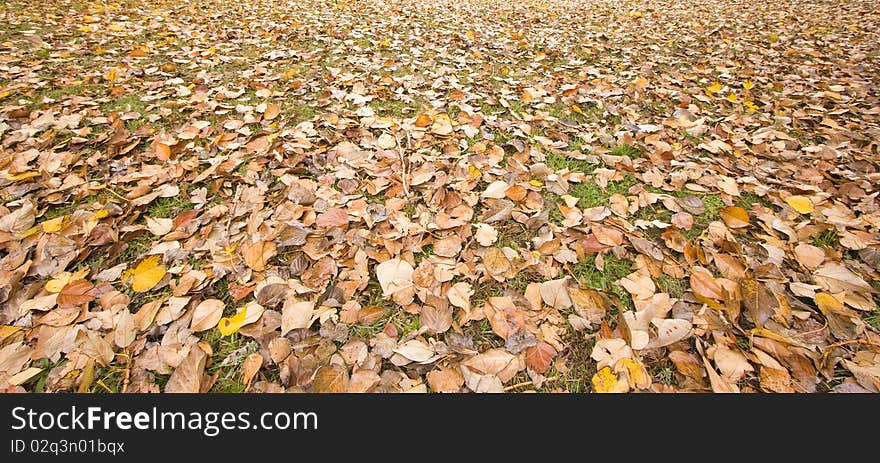 Carpet Of Winter Leaves