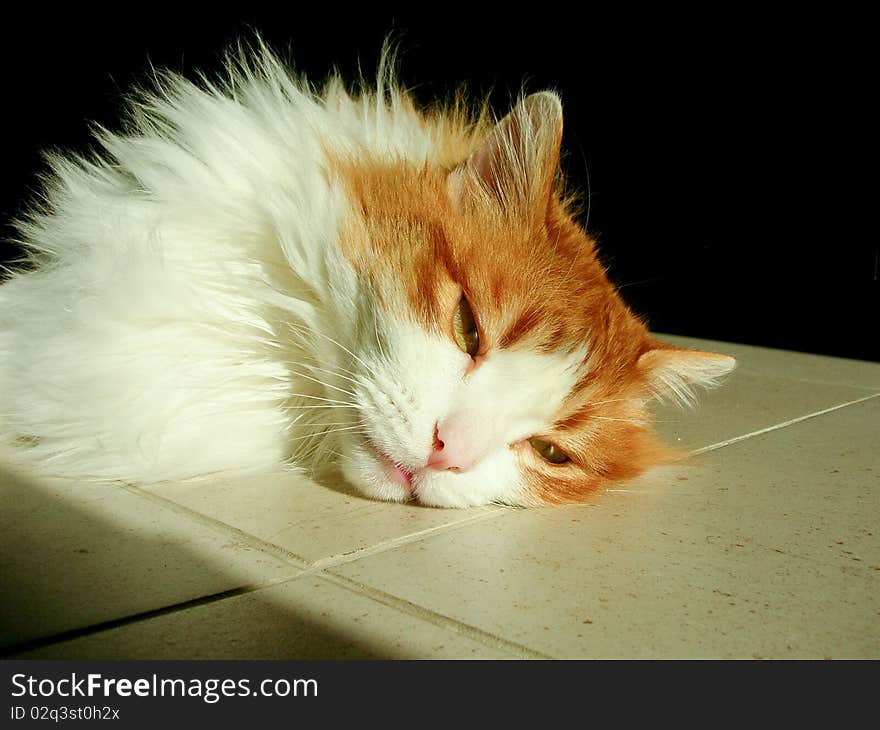 Red cat paused, enjoying the coolness of the floor. Red cat paused, enjoying the coolness of the floor