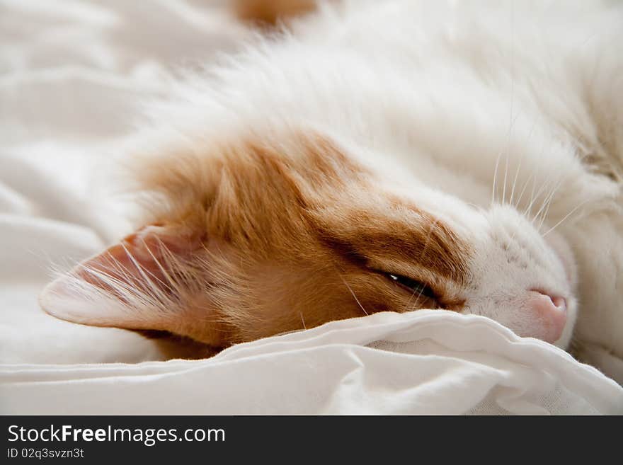 Red cat paused, sleeps on the bed. Red cat paused, sleeps on the bed