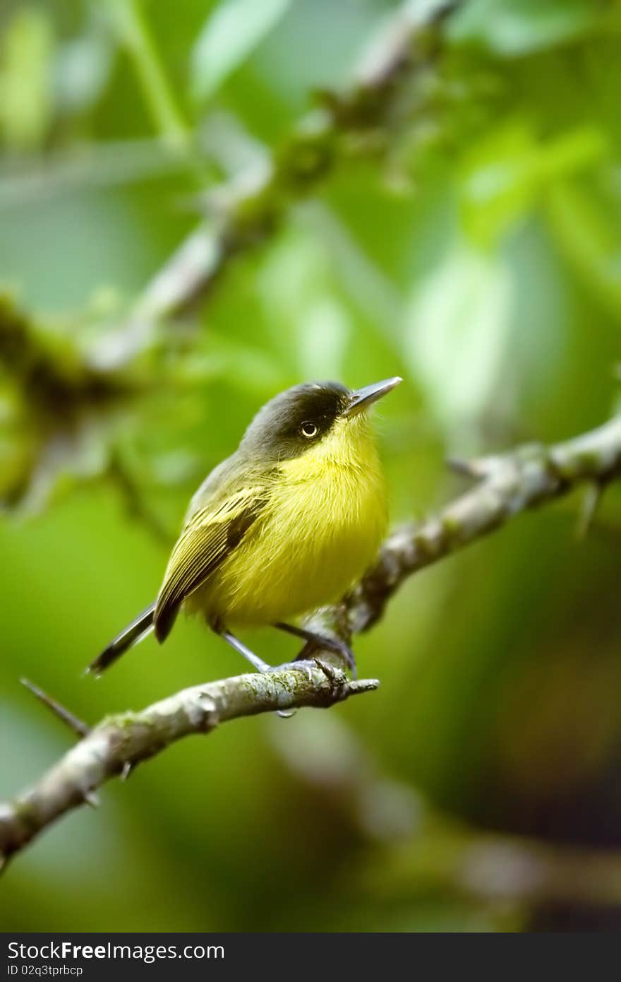 Flycatcher