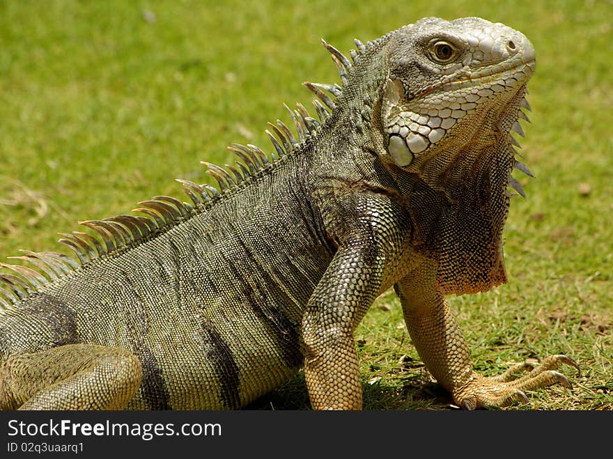 Shot of an iguana at the Westin Hotel in Aruba. Shot of an iguana at the Westin Hotel in Aruba