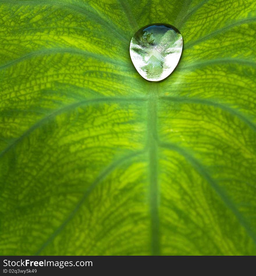 Nice detail of water drops on leaf - macro detail. Nice detail of water drops on leaf - macro detail