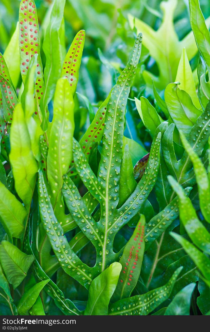 One type of the fern planting at around the pool. One type of the fern planting at around the pool