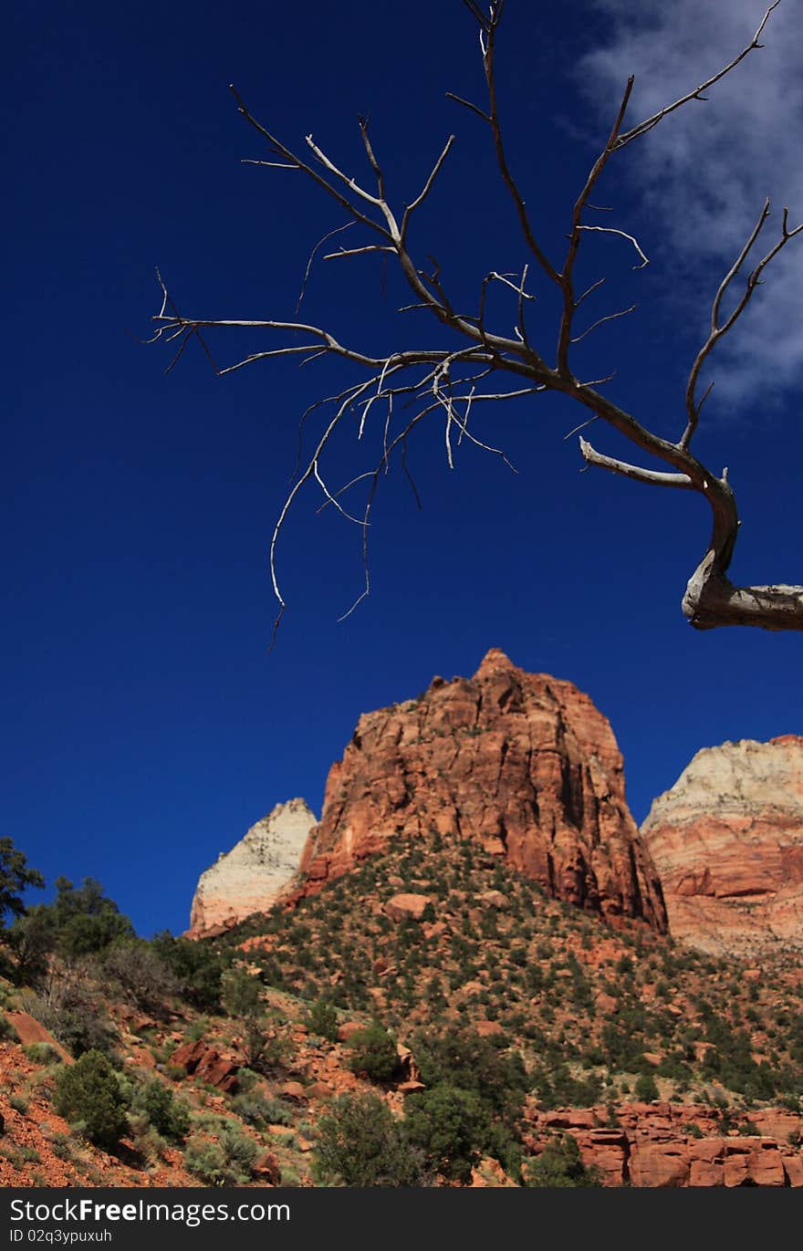 Zion National Park 5