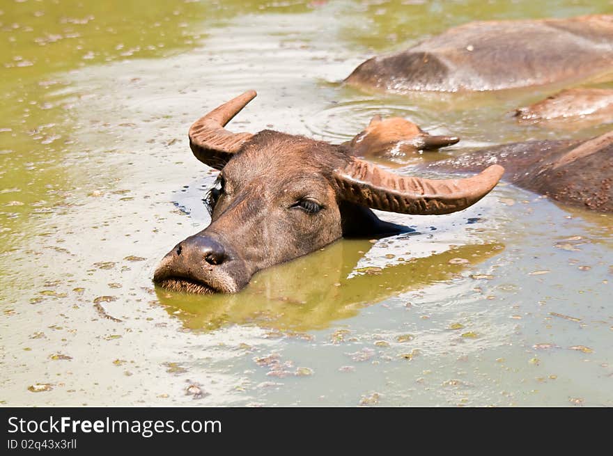 Water Buffalo In River.