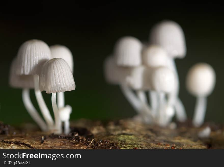 Group Of Mushrooms.