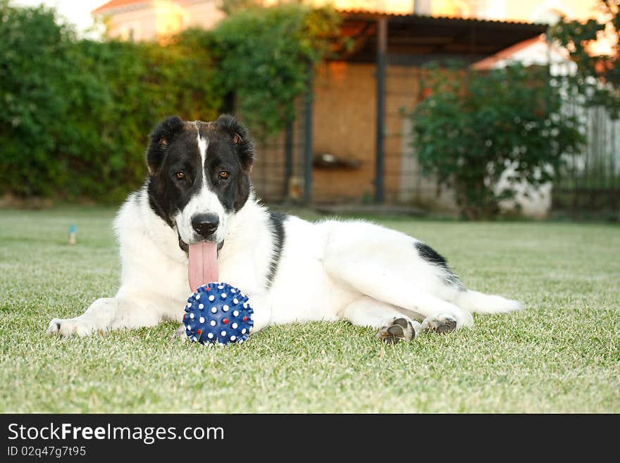 Ball for the dog lying in the grass on the nature