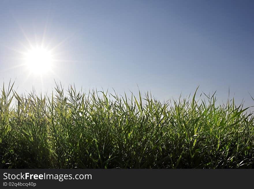 Close up of grass with a sky background. Close up of grass with a sky background