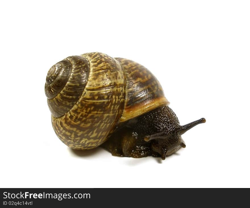 Snail