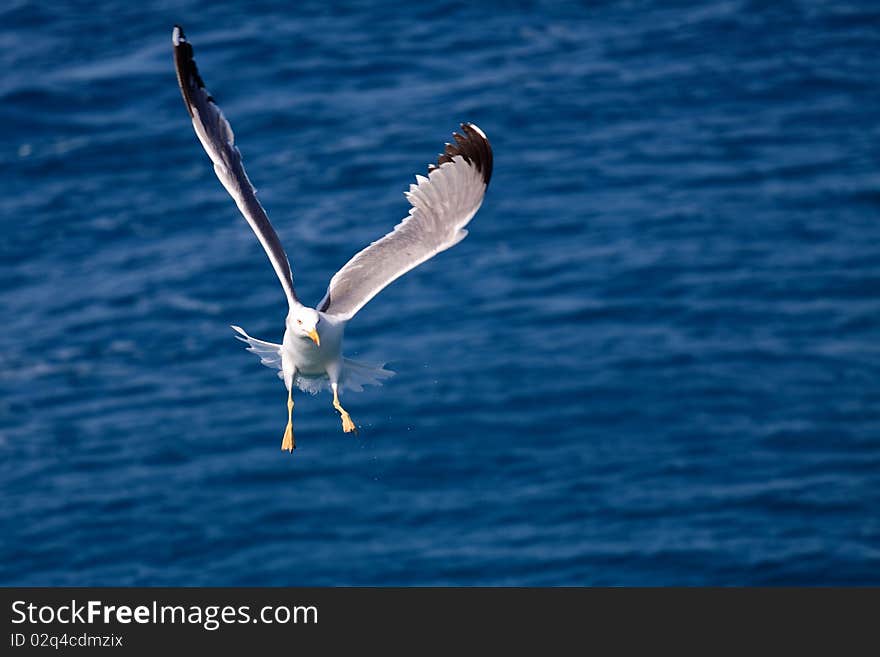 Seagull Flying From The Sea