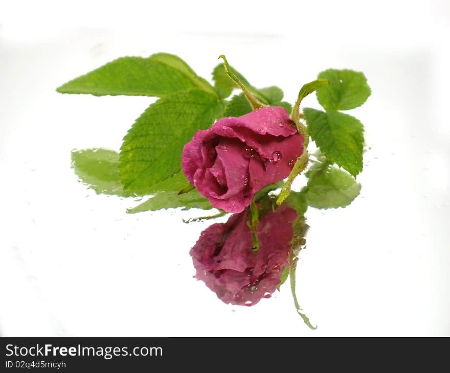 Rose on the white background with water drops