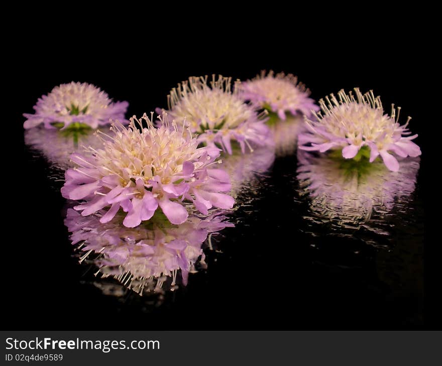 Purple flower