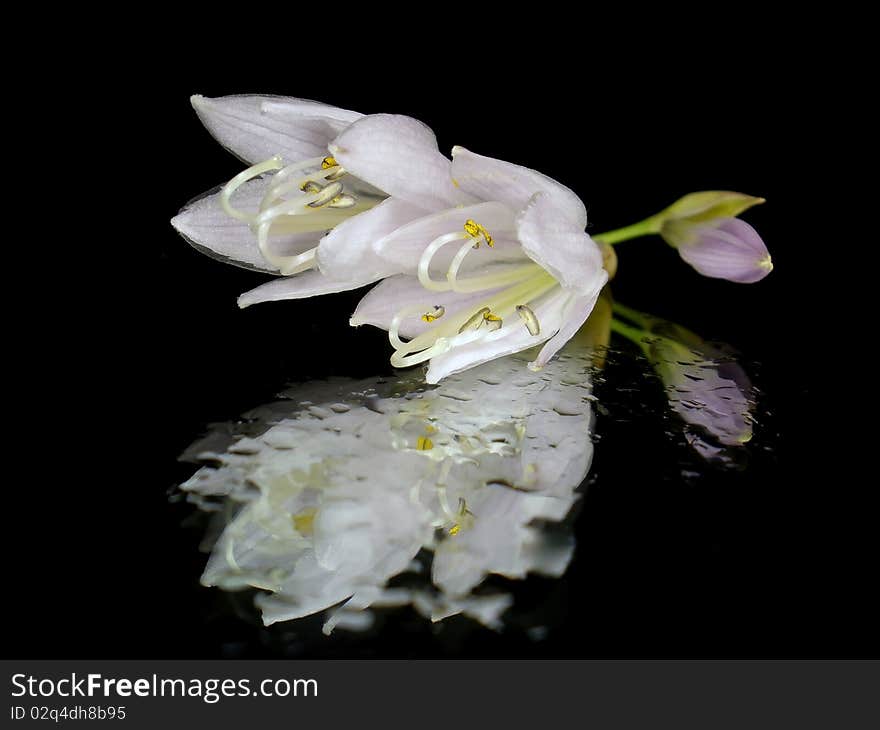 White flower on the black background with water drops