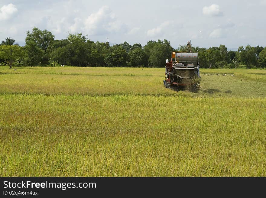 Harvest season of rice seeds. Harvest season of rice seeds.