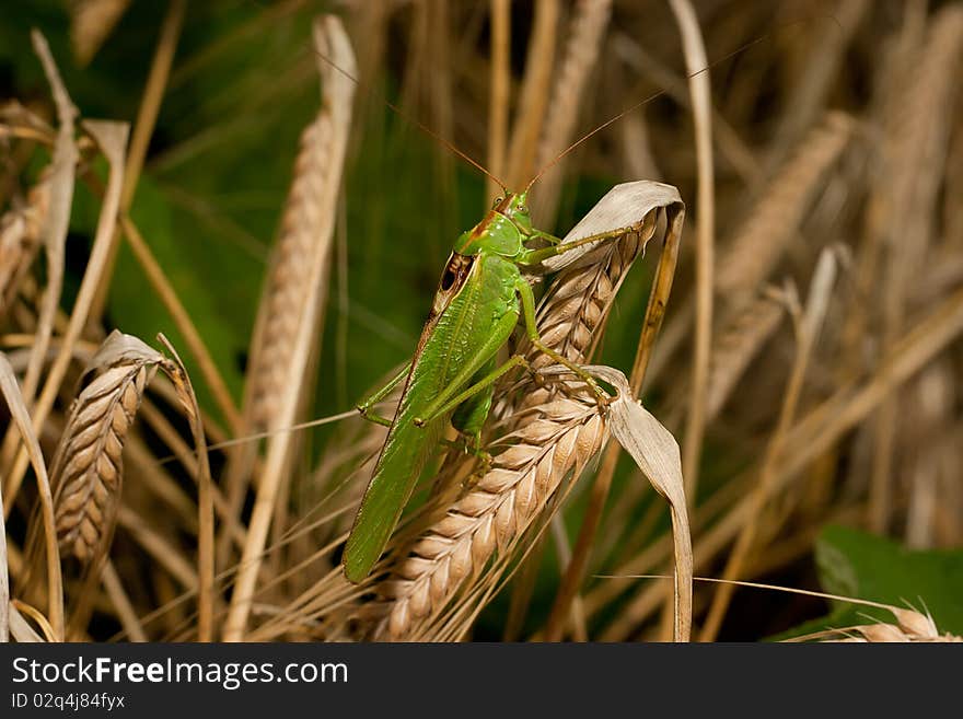 Grasshopper On Wheat