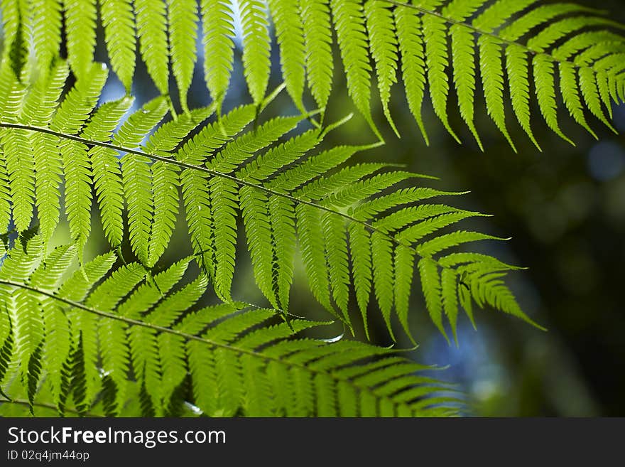 Fern leaves