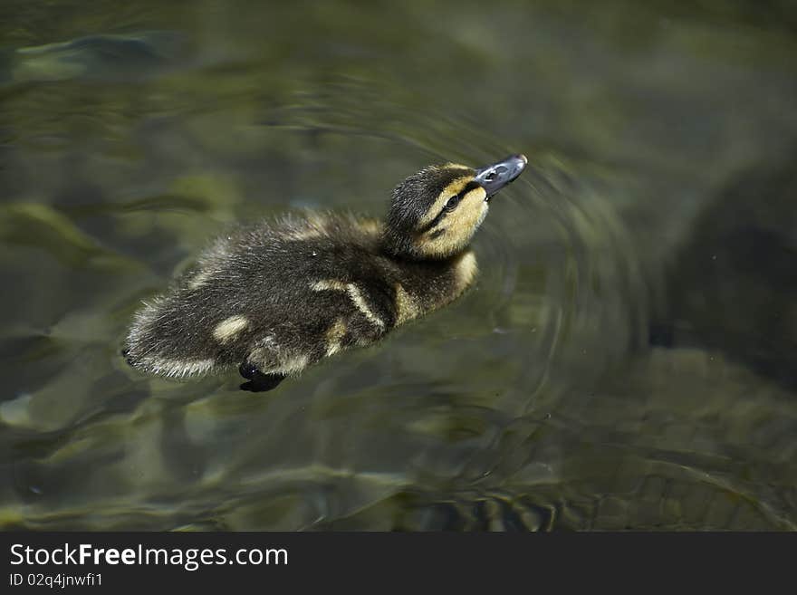 Baby duck swimming in the water. Baby duck swimming in the water