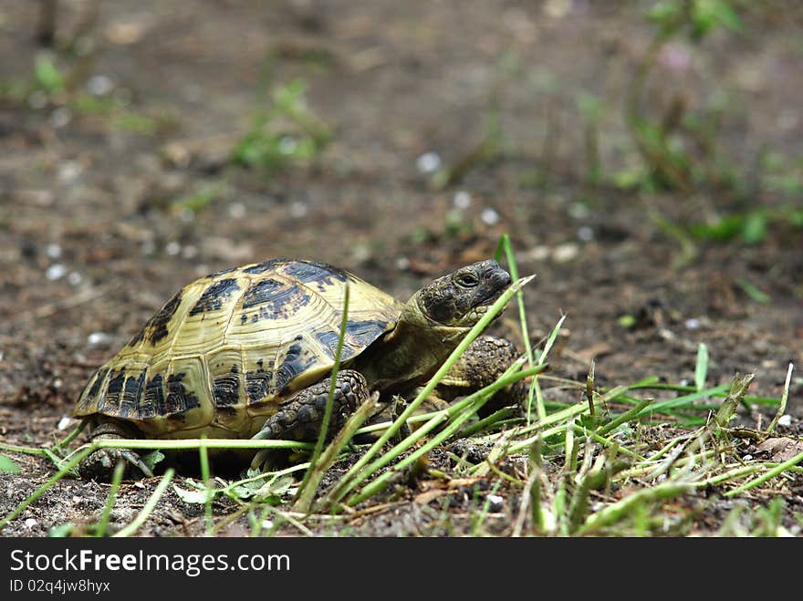 Grassland tortoise