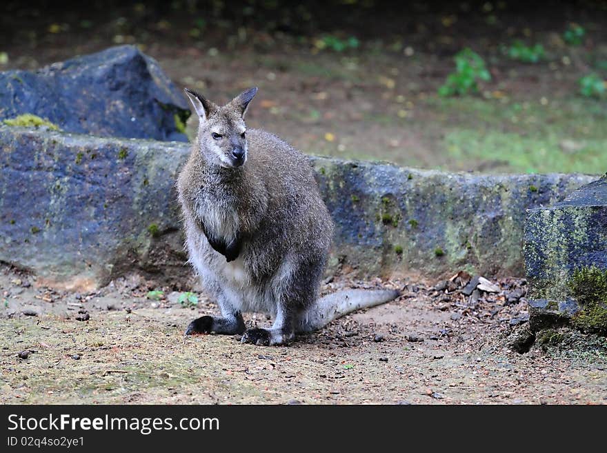 Red-necked Wallaby - Macropus rufogriseus - Kangaroo, zoo or wildlife